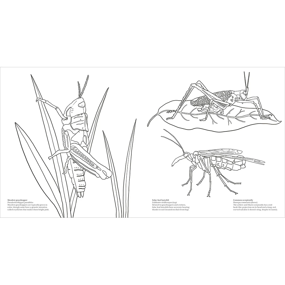 Extraordinary Insects Coloring Book - Image 3
