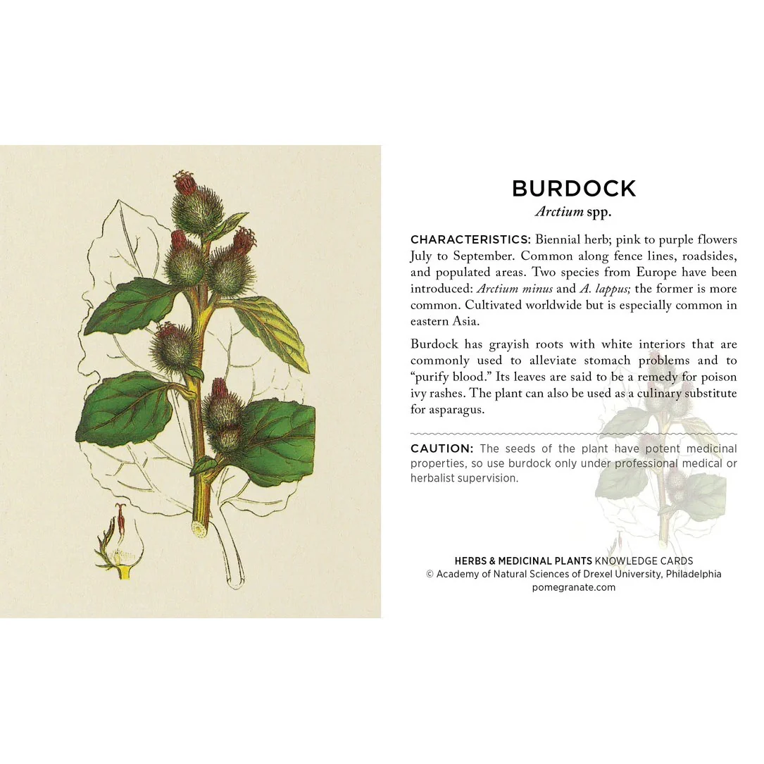 Herbs and Medicinal Plants Knowledge Cards - Image 4