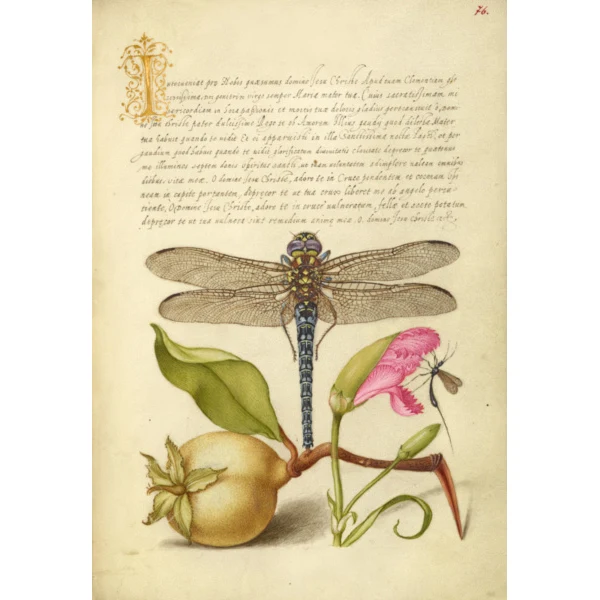 Joris Hoefnagel Magnet - Image 8