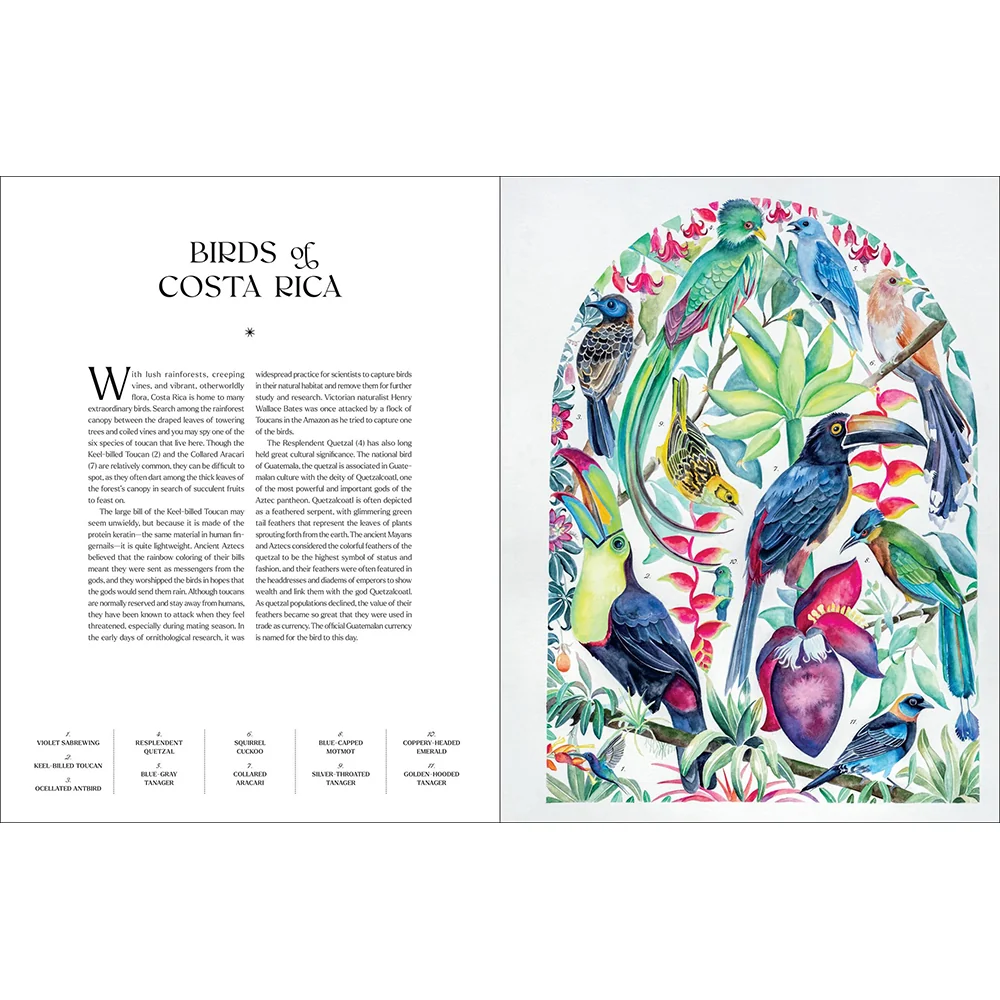 The Illuminated Book of Birds - Image 3