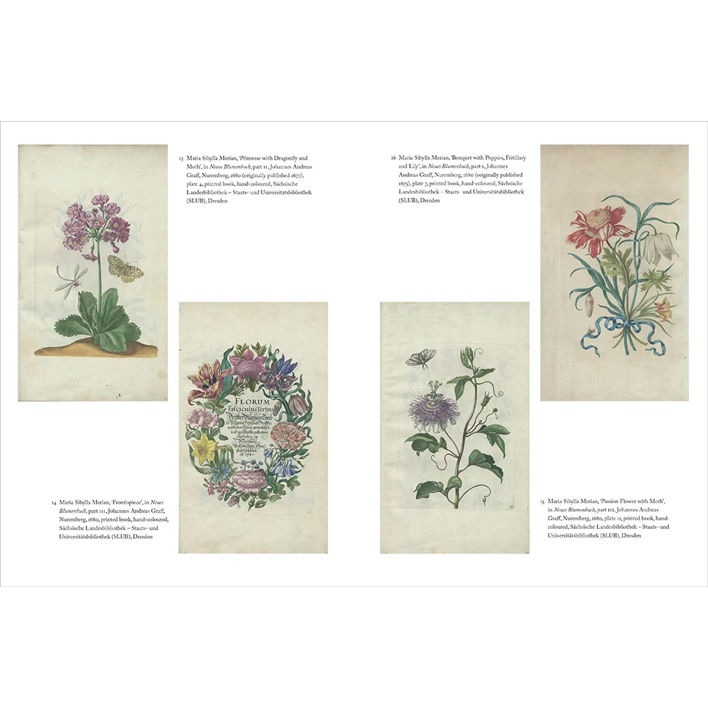 Maria Sibylla Merian - Image 3