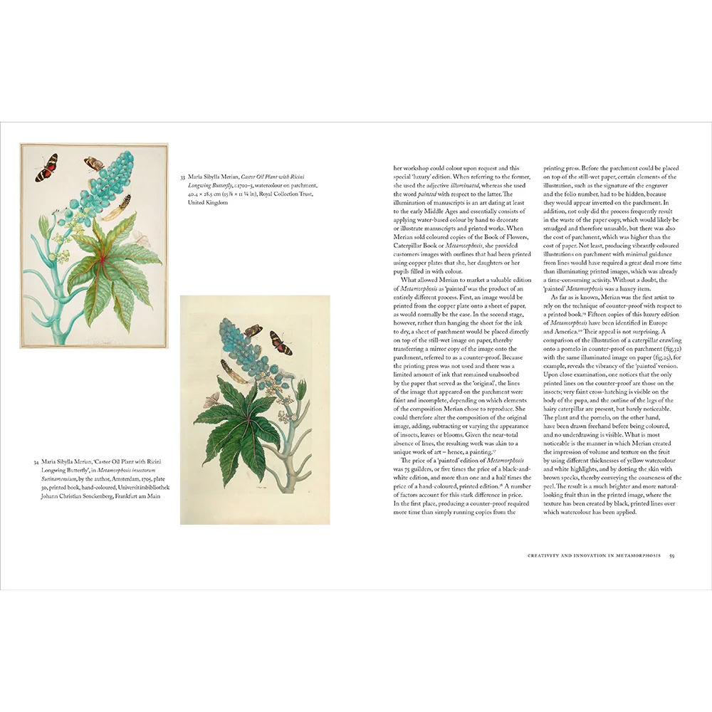 Maria Sibylla Merian - Image 7