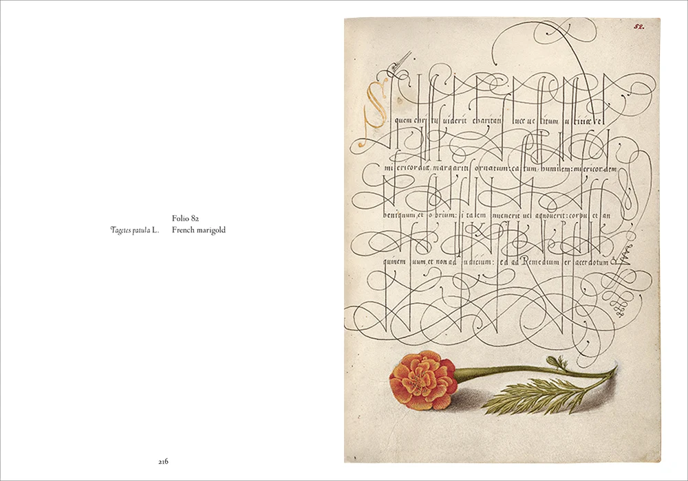 Mira Calligraphiae Monumenta - Image 7