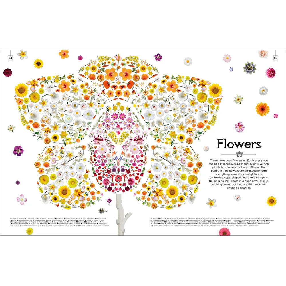 Shapes of Nature: A Kaleidoscope of the Natural World - Image 6